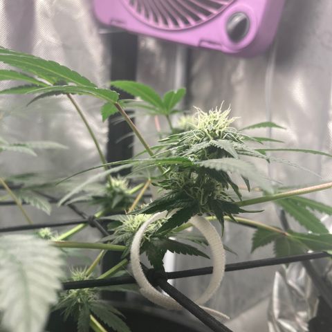 Karen growlog timeline photo