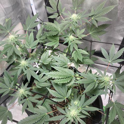 Karen growlog timeline photo