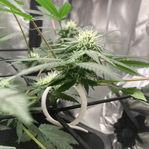 Karen growlog timeline photo