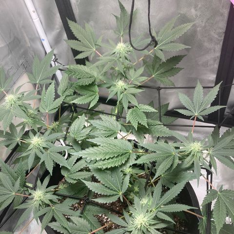 Karen growlog timeline photo