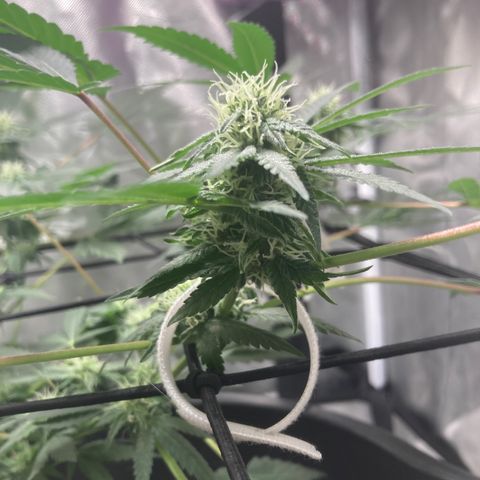 Karen growlog timeline photo