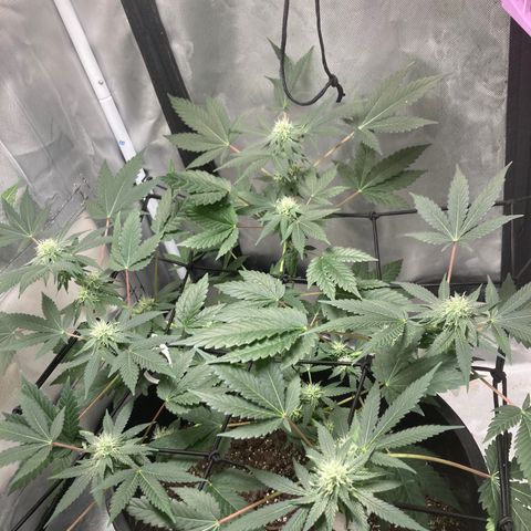 Karen growlog timeline photo