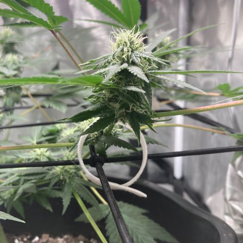 Karen growlog timeline photo