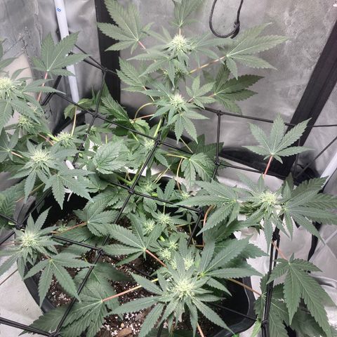 Karen growlog timeline photo