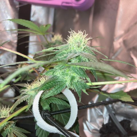 Karen growlog timeline photo