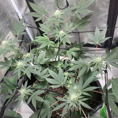 Karen growlog timeline photo