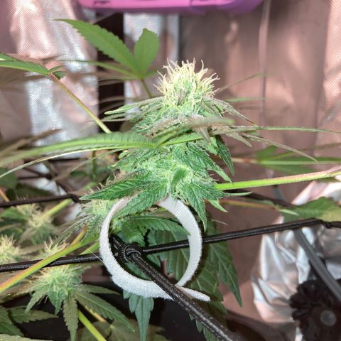 Karen growlog timeline photo