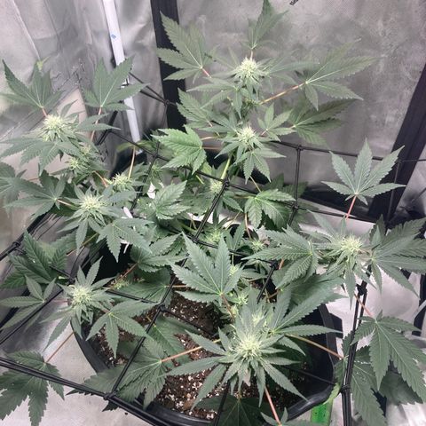 Karen growlog timeline photo