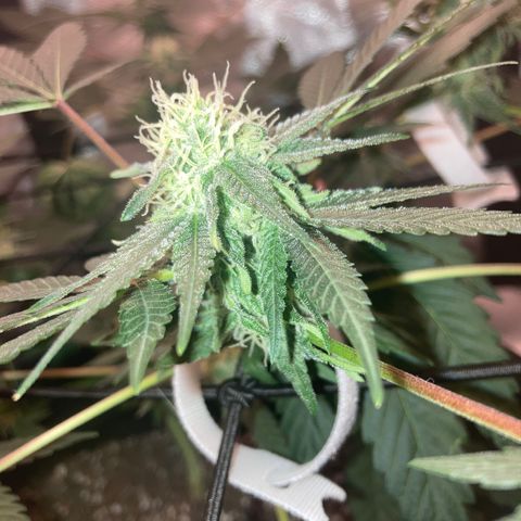 Karen growlog timeline photo