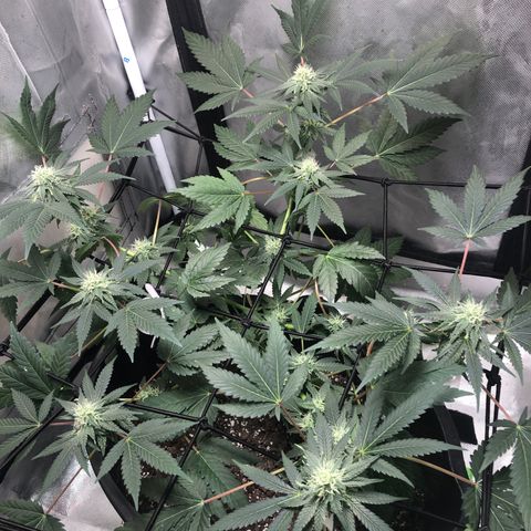 Karen growlog timeline photo
