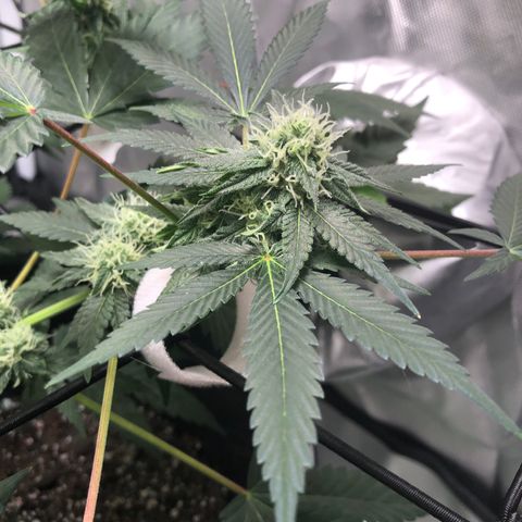 Karen growlog timeline photo