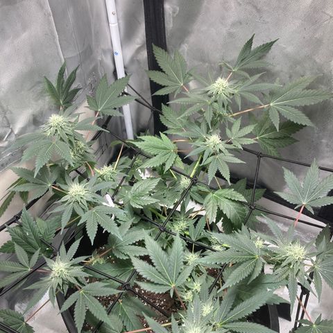 Karen growlog timeline photo
