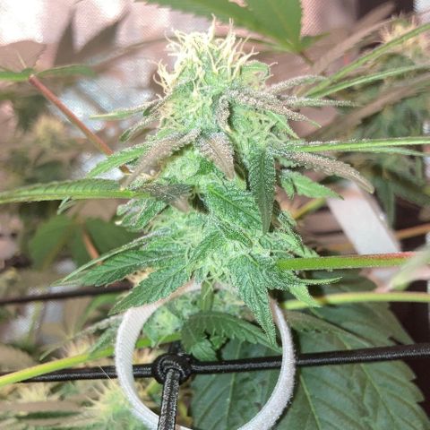 Karen growlog timeline photo