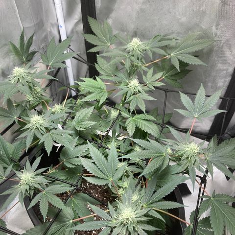 Karen growlog timeline photo