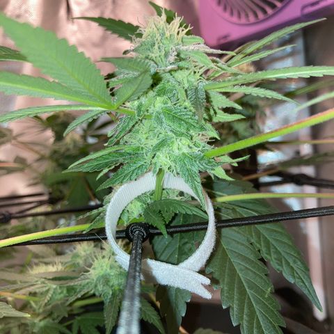 Karen growlog timeline photo