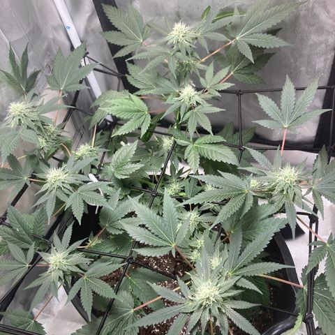 Karen growlog timeline photo
