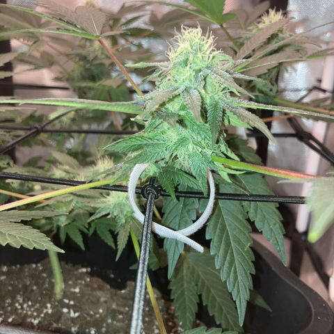 Karen growlog timeline photo