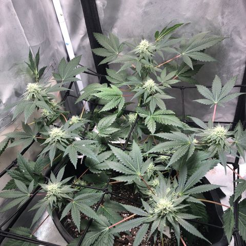 Karen growlog photo: Hairs beginning to turn orange. 