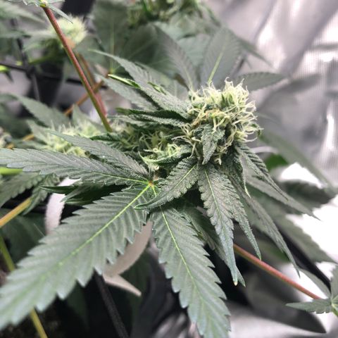 Karen growlog photo: Hairs beginning to turn orange. 