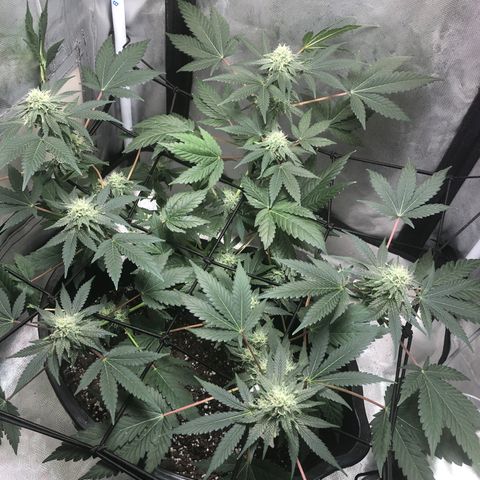 Karen growlog timeline photo