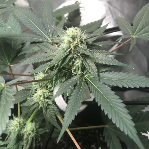 Karen growlog timeline photo
