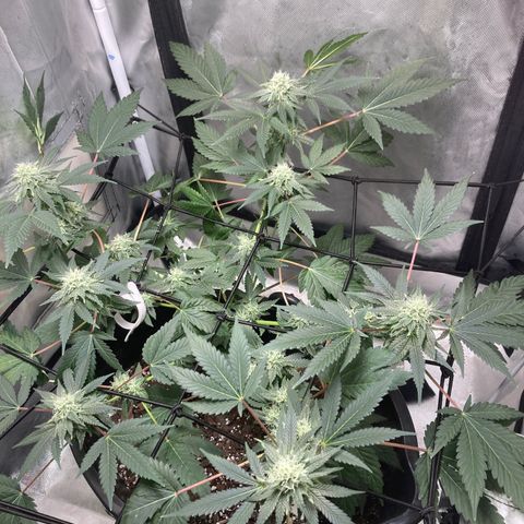 Karen growlog timeline photo