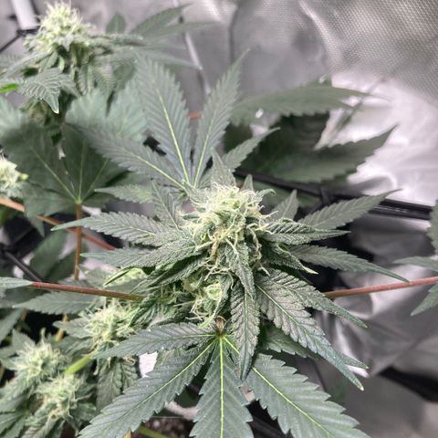 Karen growlog timeline photo