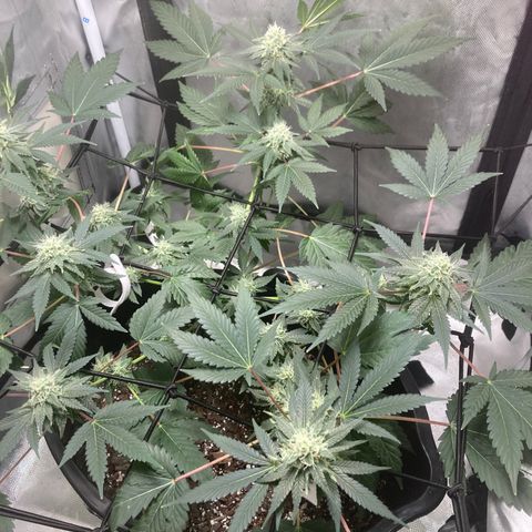 Karen growlog timeline photo