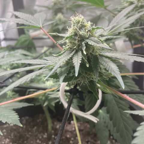 Karen growlog timeline photo