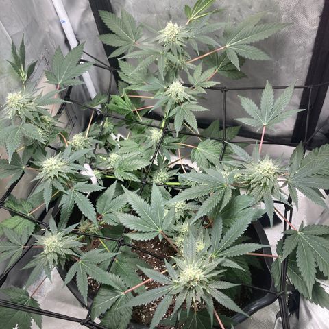Karen growlog timeline photo