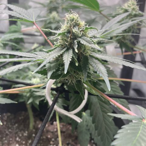 Karen growlog timeline photo
