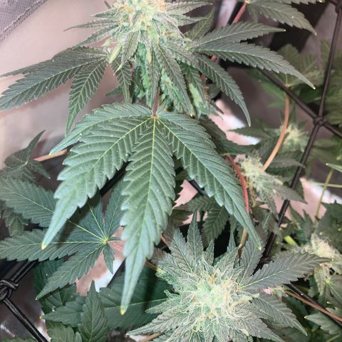 Karen growlog timeline photo