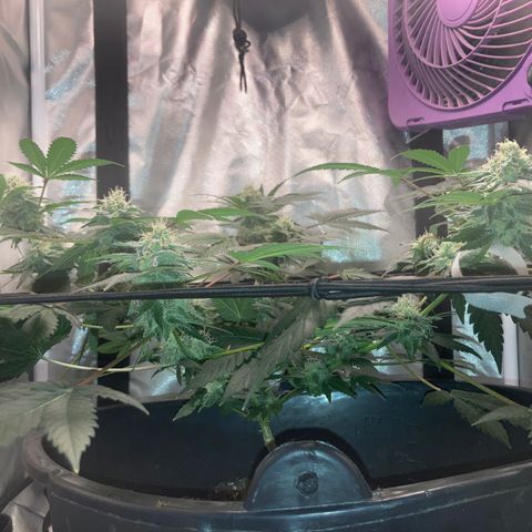 Karen growlog timeline photo