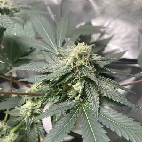 Karen growlog timeline photo