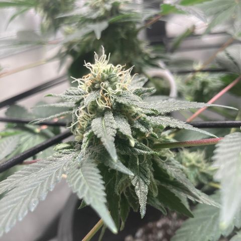 Karen growlog timeline photo