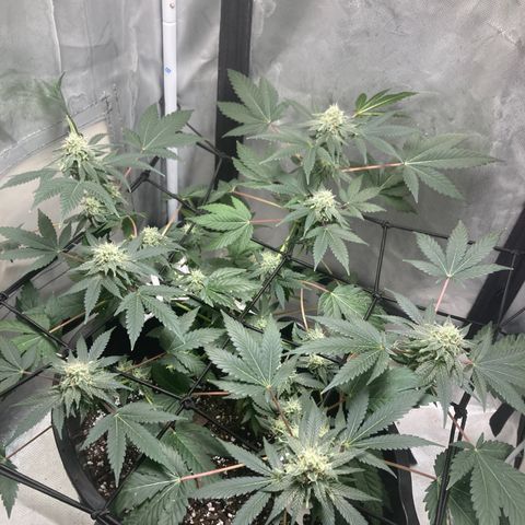Karen growlog timeline photo