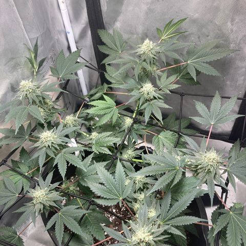 Karen growlog timeline photo