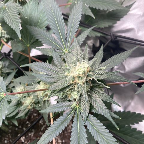 Karen growlog timeline photo