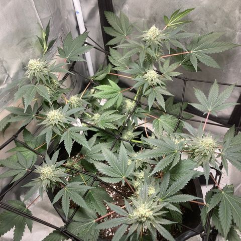 Karen growlog timeline photo
