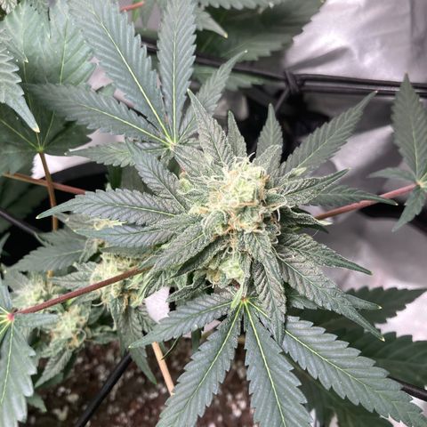 Karen growlog timeline photo