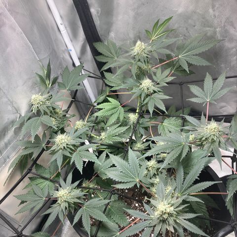 Karen growlog timeline photo