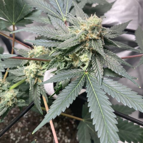 Karen growlog timeline photo