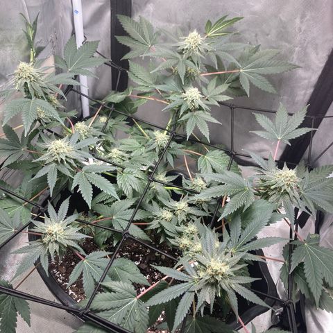 Karen growlog timeline photo