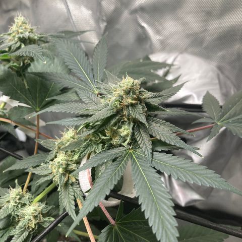 Karen growlog timeline photo
