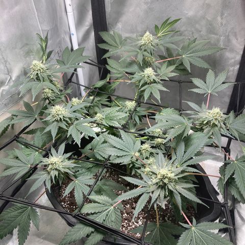 Karen growlog timeline photo