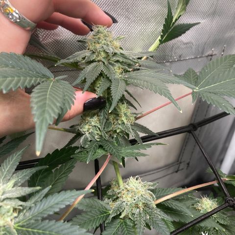 Karen growlog timeline photo