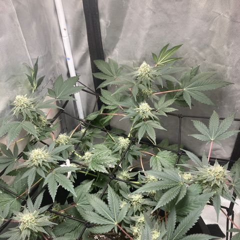 Karen growlog timeline photo