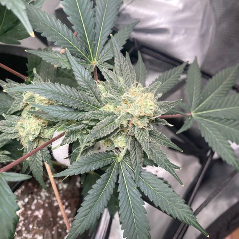 Karen growlog timeline photo