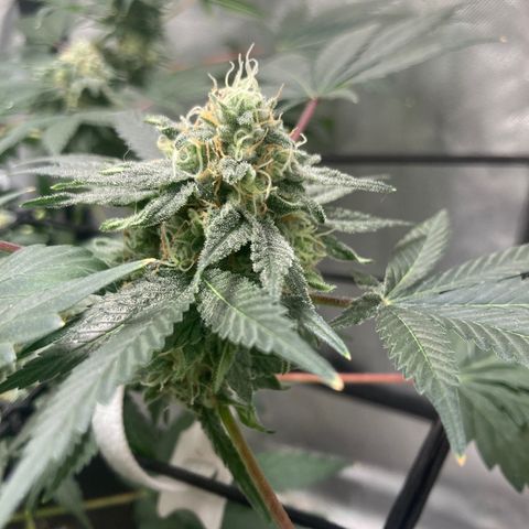 Karen growlog timeline photo