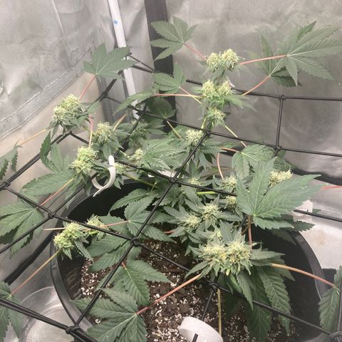 Karen growlog photo: Top buds harvested yesterday 